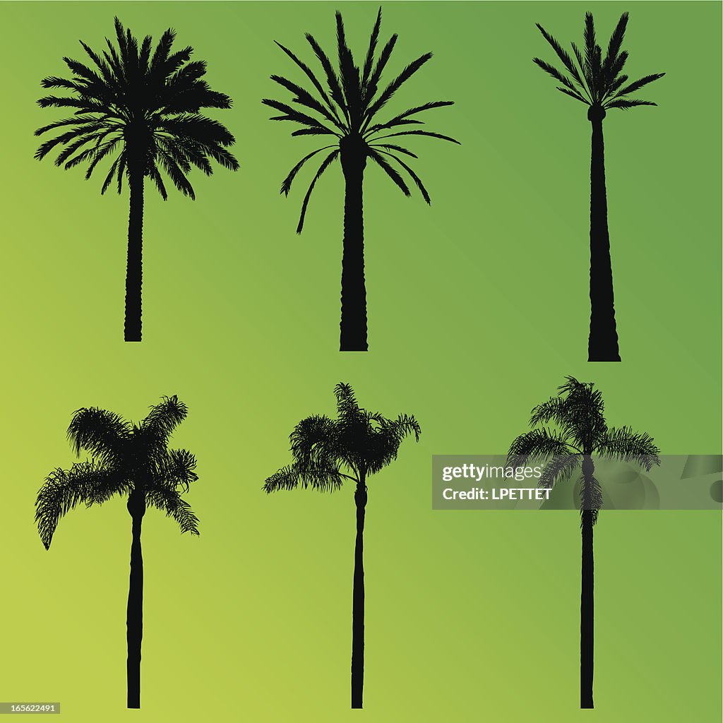 Palm Tree Collection