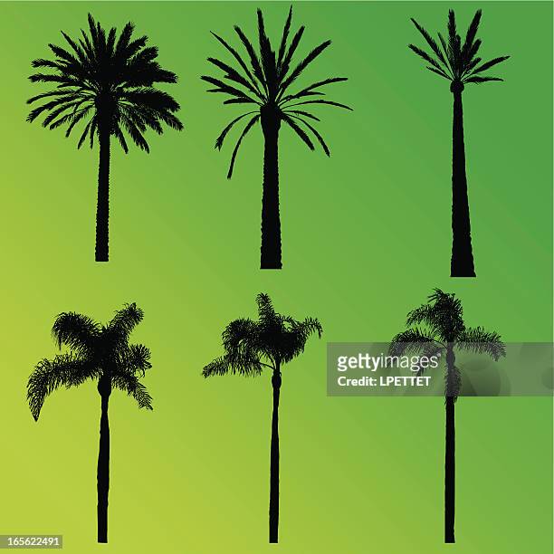 palm tree collection - beverly hills california stock illustrations