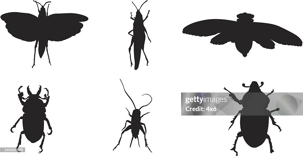 Bug Silhouettes