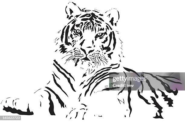 tiger vector - tiger stock illustrations