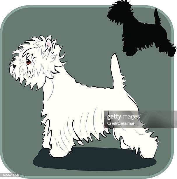 West Highland White Terrier, Stockfoto