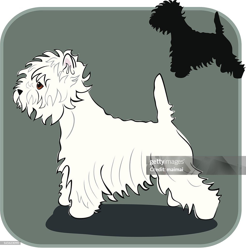 West Highland White Terrier