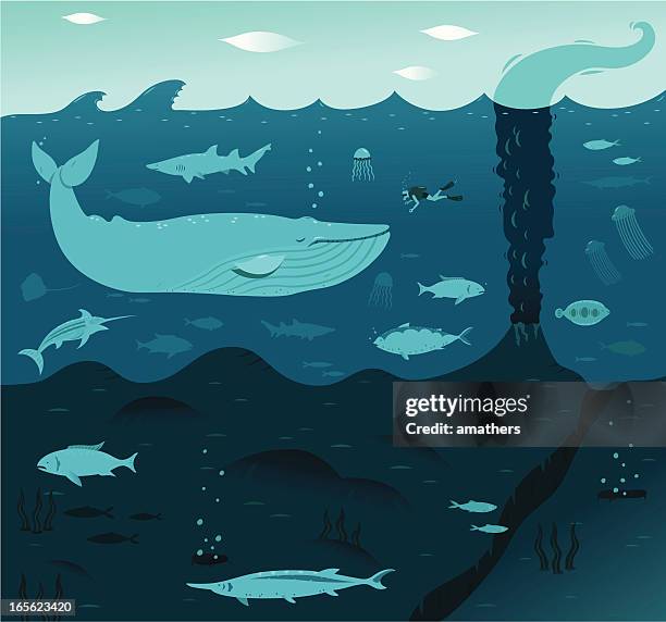 deep blue whale - nurse shark stock illustrations