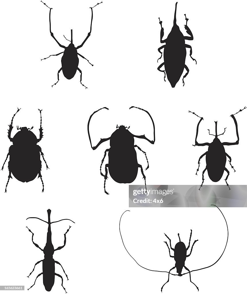 Silhouettes of Bugs