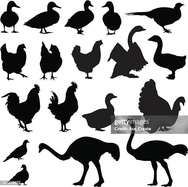 chickens with game and poultry, silhouettes - turkey bird stock illustrations