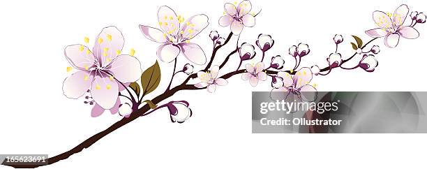 812点のサクラの木イラスト素材 Getty Images 812点のサクラの木イラスト素材 Getty Images