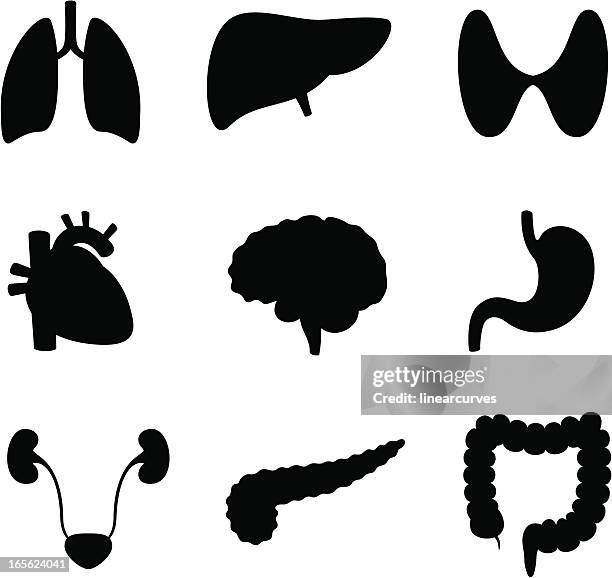 stockillustraties, clipart, cartoons en iconen met human organs - colon