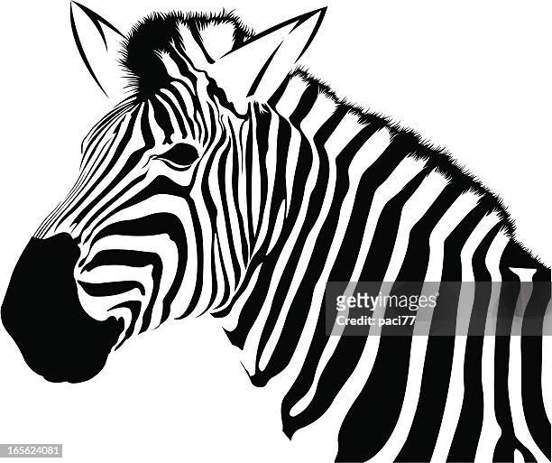 stockillustraties, clipart, cartoons en iconen met profile of zebra – vector - erbivoro