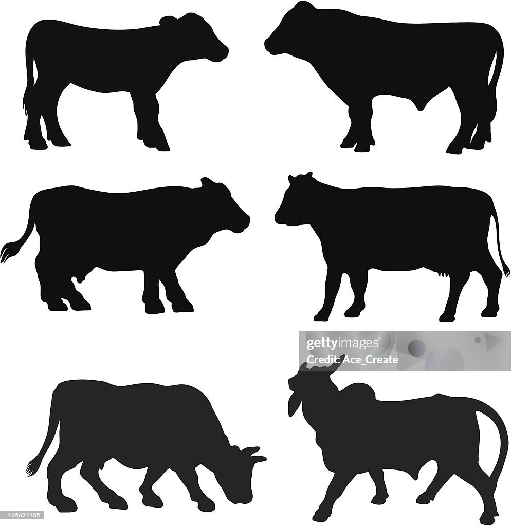 Cow breed silhouette collection