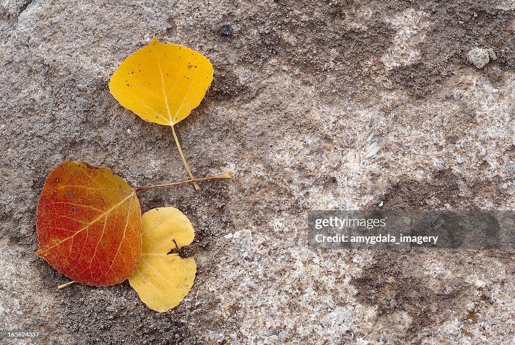 De otoño Detalles