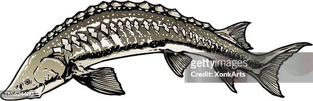 sturgeon - sturgeon fish stock illustrations