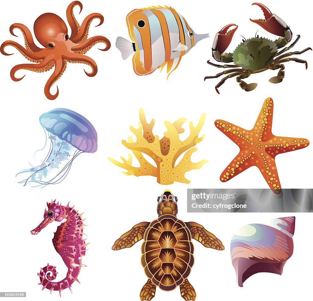 Sea Creatures