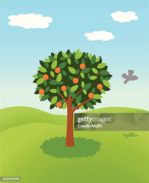 orange tree - hangtag stock-grafiken, -clipart, -cartoons und -symbole