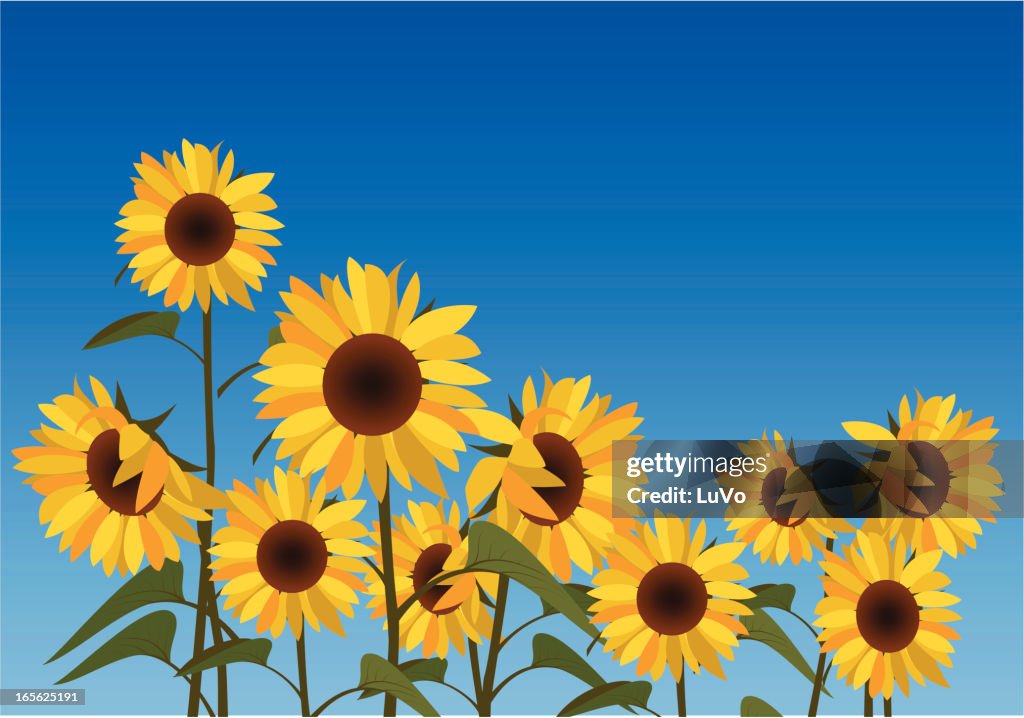 Sonnenblume-Feld