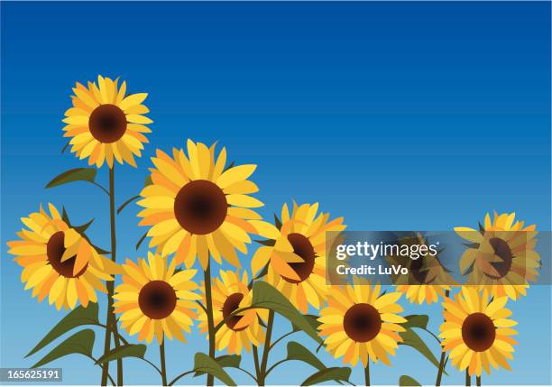 stockillustraties, clipart, cartoons en iconen met illustration of a field of sunflowers against a blue sky - blue sky