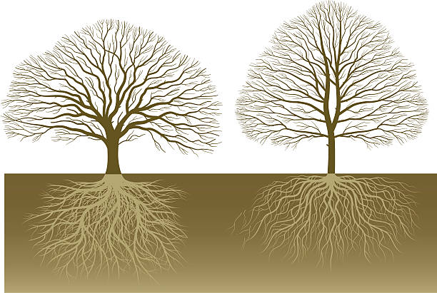 Two Root Tree 11,241 Root Trees High Res Illustrations - Getty Images