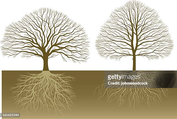 two trees and roots - ash tree stock illustrations