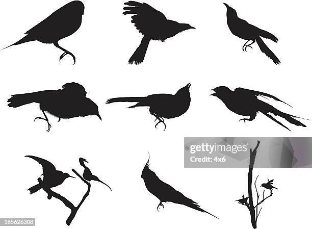 bird silhouette - finch stock illustrations