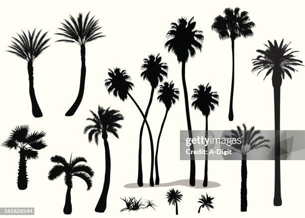 palms vector silhouette - palm tree vector stock illustrations