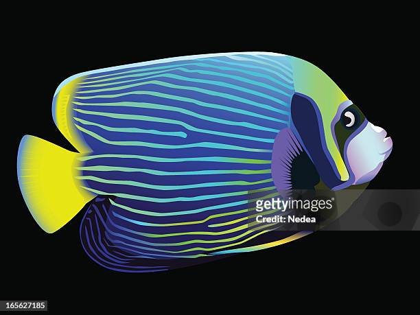 angelfish vector painting - angelfish stock illustrations
