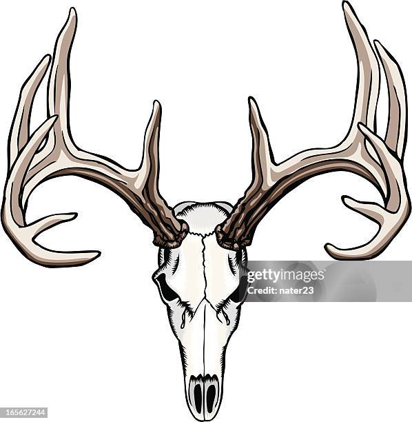 stockillustraties, clipart, cartoons en iconen met whitetail deer skull and antlers - deer