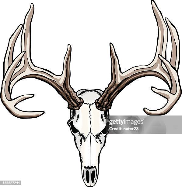 bildbanksillustrationer, clip art samt tecknat material och ikoner med whitetail deer skull and antlers - deer skull
