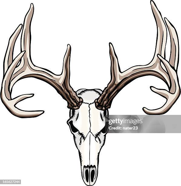 whitetail deer skull and antlers - deer skull stock illustrations