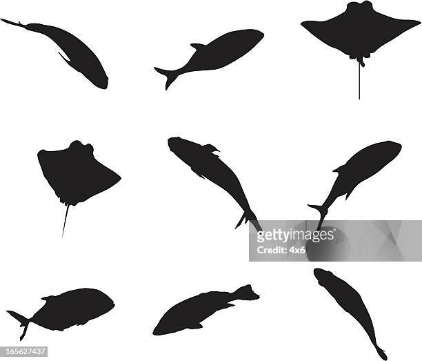 illustration showing collection of fish - stingray stock illustrations