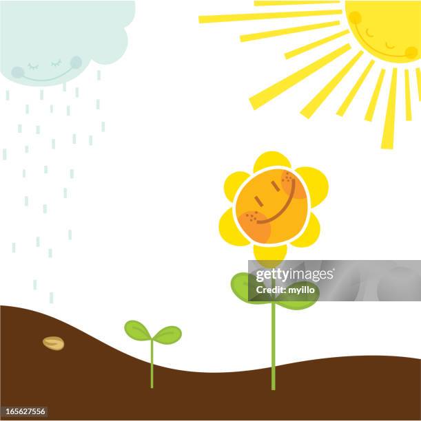 growing (nature series) - sunflower faces stock illustrations