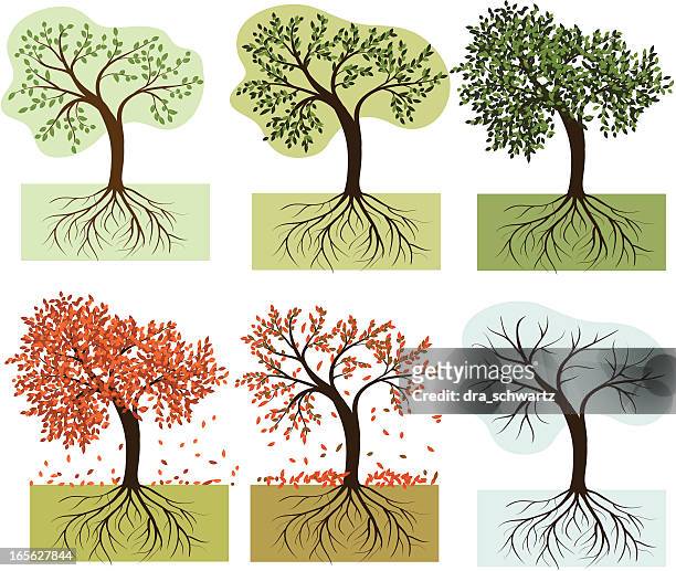 illustrations, cliparts, dessins animés et icônes de arbres de saison - olivier