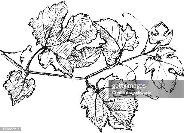 illustrazioni stock, clip art, cartoni animati e icone di tendenza di cabernet sauvignon vite - vineyard leafs