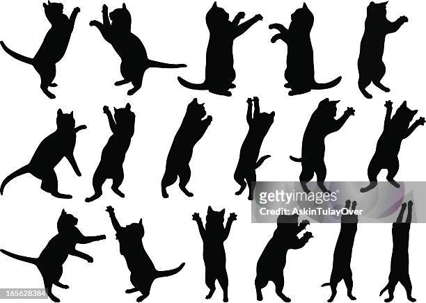 cats - domestic cat standing stock illustrations