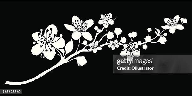 delicate silhouette of a branch abloom - cherry blossom branch stock illustrations