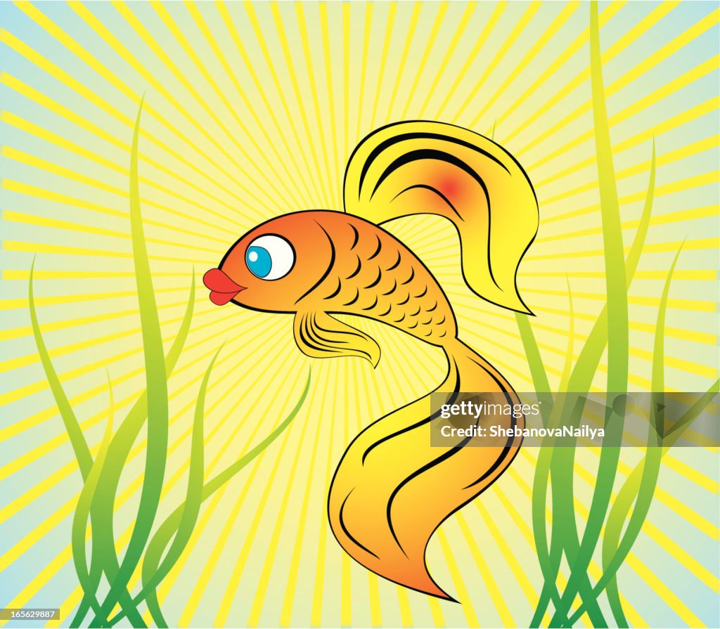 Beautiful gold fish