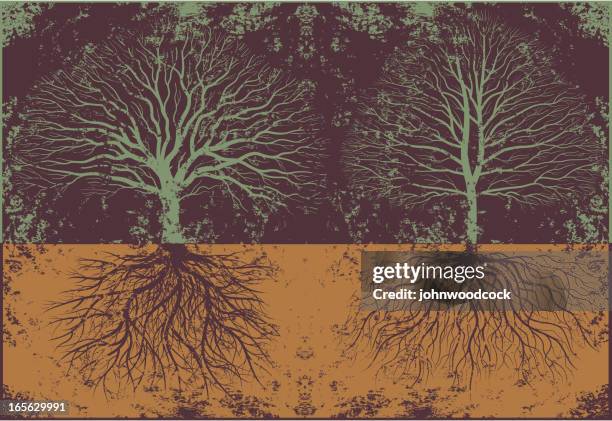 grunge real tree roots - ash stock illustrations