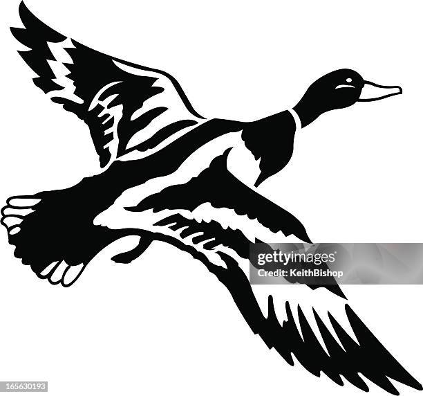 mallard duck - gamebird - galliformes stock illustrations