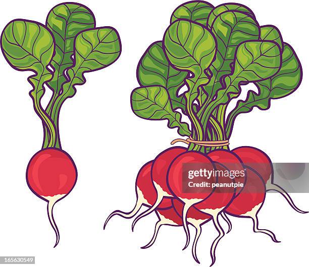 radishes - radish stock illustrations