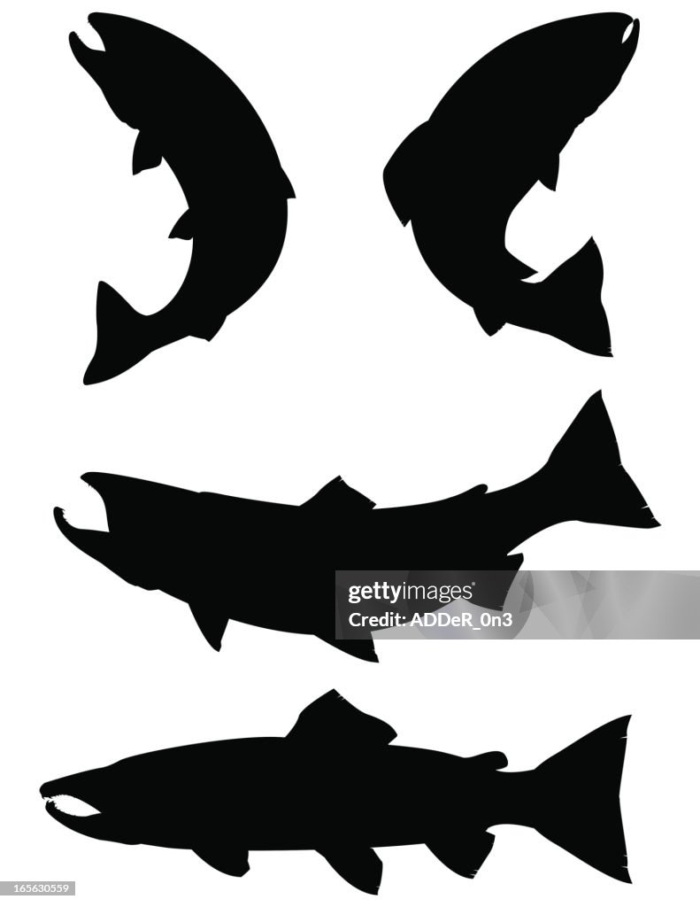 Silhouette salmone, la trota e