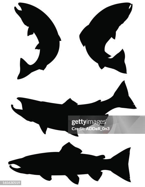 trout and salmon silhouettes - fish vector stock illustrations