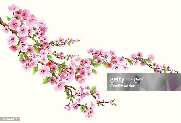 blossom - peach blossom stock illustrations