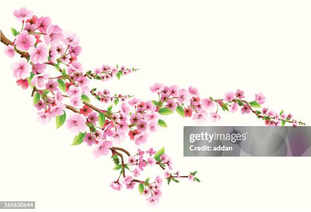 blossom - peach blossom stock illustrations