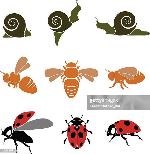 bugs - seven spot ladybird stock illustrations