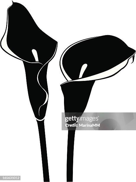 calla lily silhouette - calla lily stock illustrations