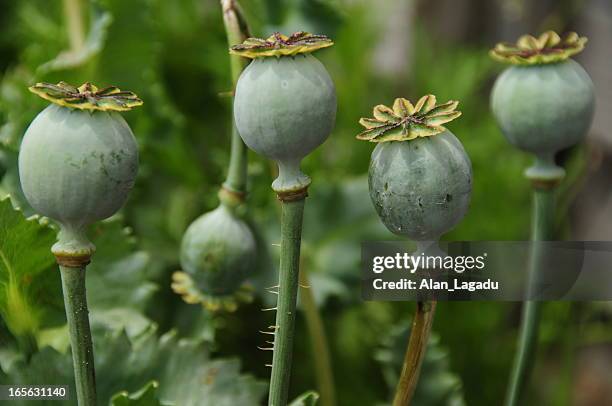 poppy seed heads, jersey. - seed head stock pictures, royalty-free photos & images