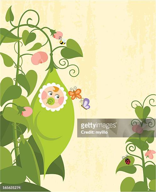 sweet pea (series) - sweet peas stock illustrations
