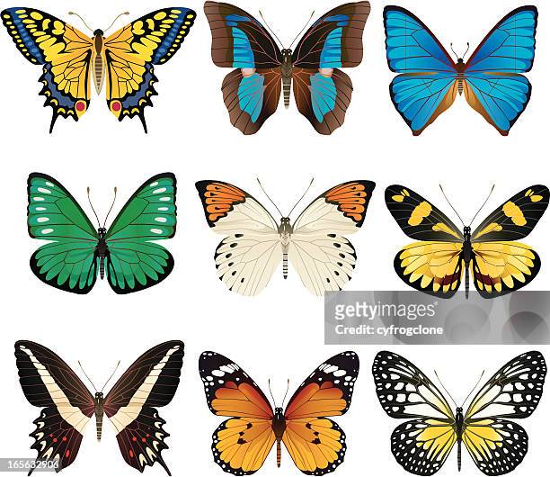set of nine butterflies on white background - swallowtail butterfly stock illustrations