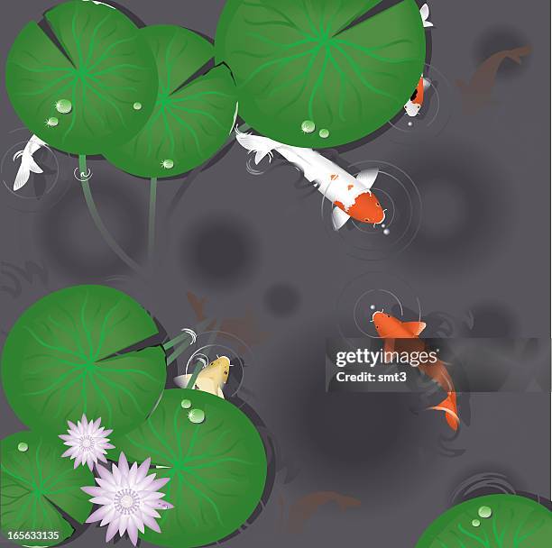 the pond - koi painting stock illustrations