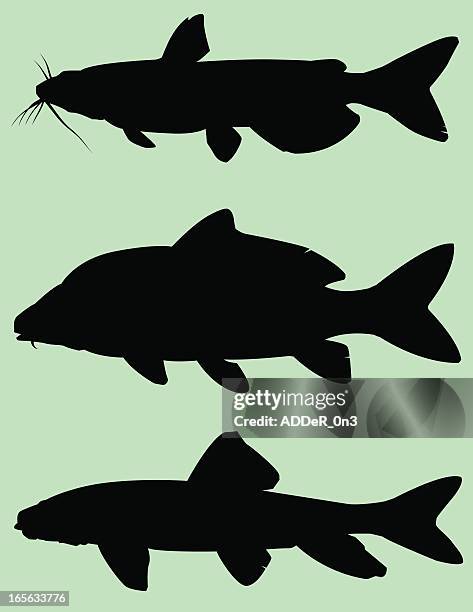 fish silhouette: bottom feeders - carp stock illustrations