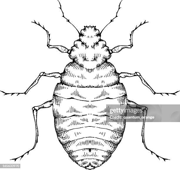 bed bug - bed bug stock illustrations