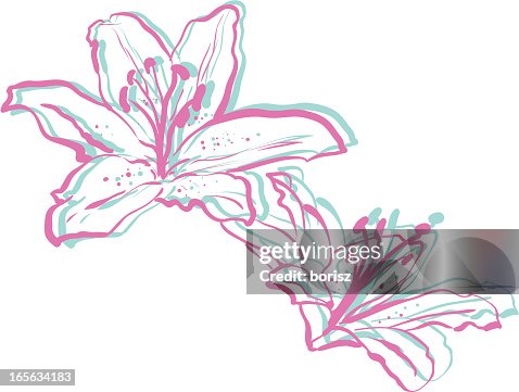 Lily Lily